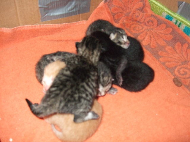 2-day-old-kittens-002.jpg
