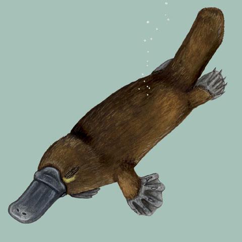 platypus