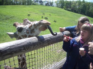 5-16-and-17-09-crazy-pinz-and-binder-park-zoo-022