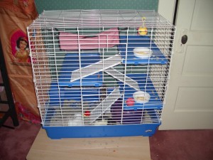 rats-new-cages-5-727-09-001