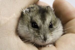 roblovski-hamster