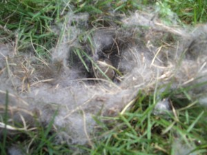 bunny-nest-in-the-yard-002