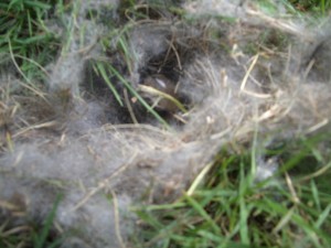 bunny-nest-in-the-yard-003