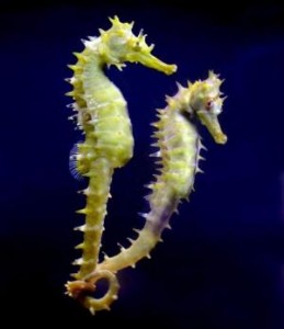 delete seahorse